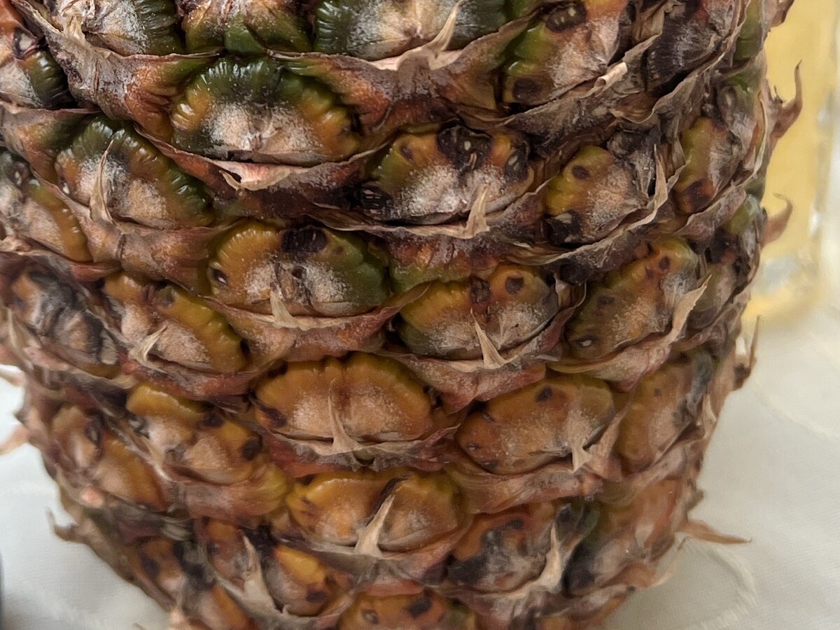 Nahaufnahme der Augen und Schalenstruktur einer Ananas